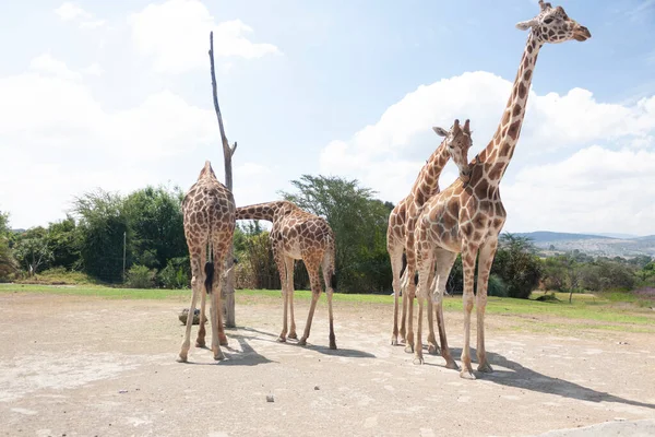 Zürafalar Sürüsü Bilimsel Adı Giraffa Camelopardalis Dört Ince Zürafa Onları — Stok fotoğraf