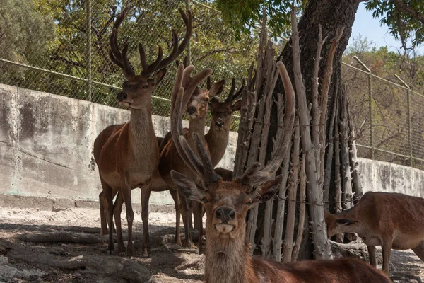 Bilimsel Adı Cervus Elaphus Olan Boynuzlu Bir Geyik Sürüsü Kırmızı — Stok fotoğraf