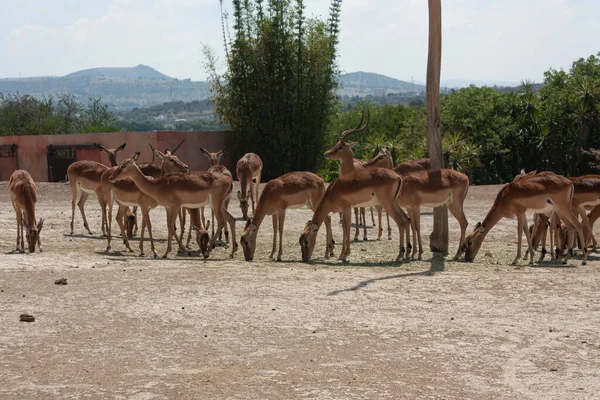 Antilopların Bilimsel Adı Tragelaphus Afrika Antilobu Hem Dişilerin Hem Erkeklerin — Stok fotoğraf