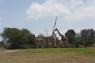 Bilimsel adı olan İmpala antilopları sürüsü: Aepyceros melampos, çayırda zürafalarla birlikte yaşayan boynuzsuz melampos: Uzun boyunlu ve küçük boynuzlu Giraffa camelopardaris, impala antilopları sadece erkeklerin boynuzlarını geliştirir.