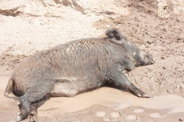 Serinlemek için çamur birikintisine atılan yaban domuzu karakteristik dişlerini gösterirken bilimsel adı Sus Scrofa 'dır.