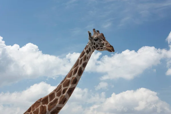 Giraffe Wetenschappelijke Naam Giraffa Camelopardalis Hals Gezicht Met Vlekken Die — Stockfoto