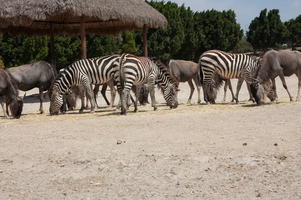 Zebra Hartmann Bilimsel Adıyla Equus Zebra Hartmanna — Stok fotoğraf