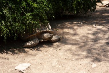 Büyük otçul sürüngen türler kaplumbağası vücudunu dört ayaklı bir kabuk ya da kabukla kaplamıştır. Bu kabuk, bitkilerin dallarının gölgesinde korunmaktadır.