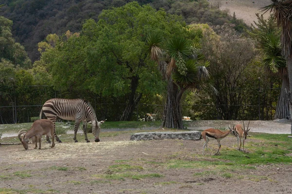 Zebra Hartmann Bilimsel Adı Equus Zebra Mpala Antilobu Bilimsel Adı — Stok fotoğraf