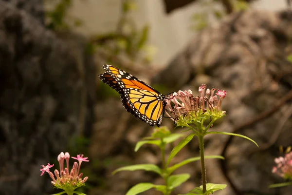 Farfalla Monarca Nome Scientifico Danaus Plexippus Con Ali Piegate Profilo — Foto Stock