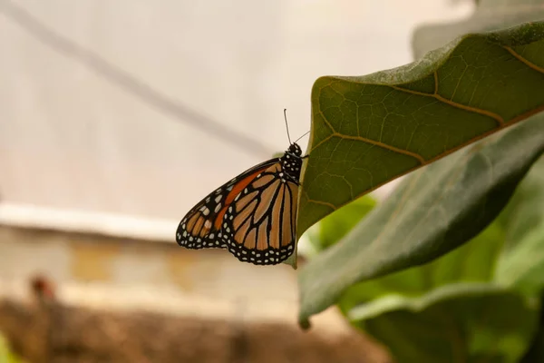 Monarca Farfalla Nome Scientifico Danaus Plexippus Tiene Una Foglia Afferrando — Foto Stock