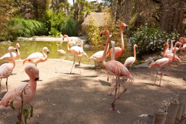 Göl bilimsel adının yanında duran flamingo sürüsü Phoenicopterus chileni egzotik bir hayvan olarak kabul edilir.