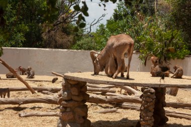 Bilimsel adı Ammotragus lervia boynuzlu memeli sürüsü ile yaşayan Papio hamadryas.