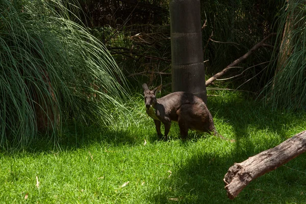 학명은 매크로푸스 루푸스 Macropus Rufus Mammherbivore — 스톡 사진