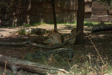 Afrika dişi aslanlarının bilimsel adı: Panthera leo iki dişi yerde yatan yelesi olmamasıyla ayırt edilir, bu da etobur memeli hayvan avlarken daha çevik olmasını sağlar.