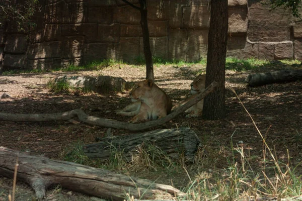 Leonas Africanas Nombre Científico Panthera Leo Dos Hembras Tumbadas Suelo —  Fotos de Stock