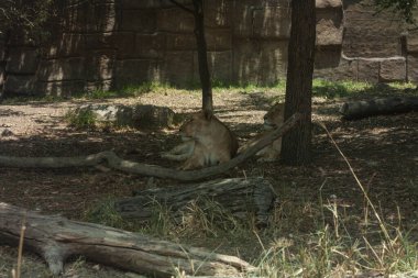 Afrika dişi aslanlarının bilimsel adı: Panthera leo iki dişi yerde yatan yelesi olmamasıyla ayırt edilir, bu da etobur memeli hayvan avlarken daha çevik olmasını sağlar.