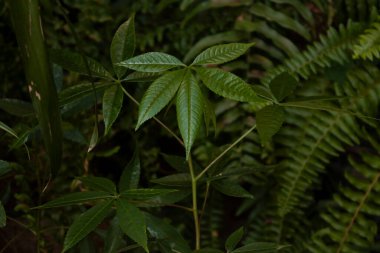 Nesli tükenmekte olan türlerin korunmasında önemli rol oynayan ilk filizlerin yapraklarını gösteren küçük Ceiba pentrandra ağacı yetişkin safhasında 70 metreye kadar uzayabilir ve Maya halkı tarafından korunan üç metre kalınlığında Meksika ağacı olabilir.  