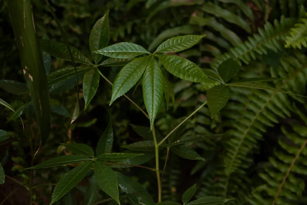 Nesli tükenmekte olan türlerin korunmasında önemli rol oynayan ilk filizlerin yapraklarını gösteren küçük Ceiba pentrandra ağacı yetişkin safhasında 70 metreye kadar uzayabilir ve Maya halkı tarafından korunan üç metre kalınlığında Meksika ağacı olabilir.  
