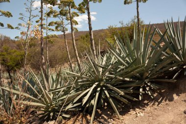 Meksika 'da dağların arasında ağaçların ve dalların arasından hualumbo bitkisinin çiçek açan bitkisine bakan bir arazi.