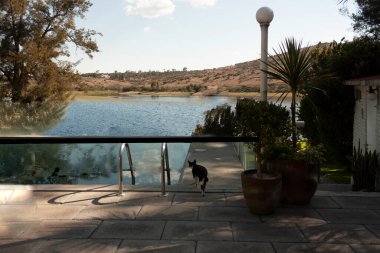 Kırsal kesimde gün batımında göl kenarındaki dağların ortasındaki sonsuz havuza kedi yavrusu yürür.