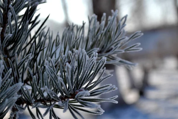Einem Frostigen Tag Sind Kiefernzweige Schön Mit Frost Bedeckt — Stockfoto