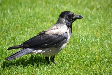 Parktaki büyük Başlıklı Karga yeşil çimlerin üzerinde