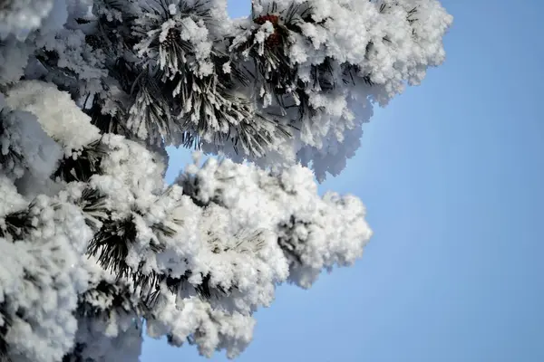 Zima Pięknie Zdobi Drzewa — Zdjęcie stockowe