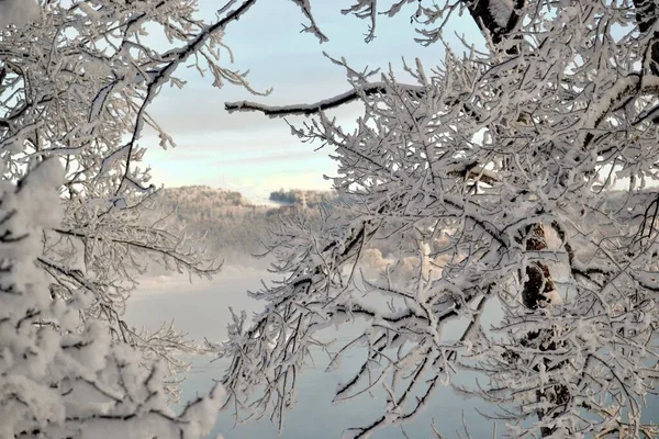 Träd Vid Floden Svår Frost Täckta Med Duggregn — Stockfoto
