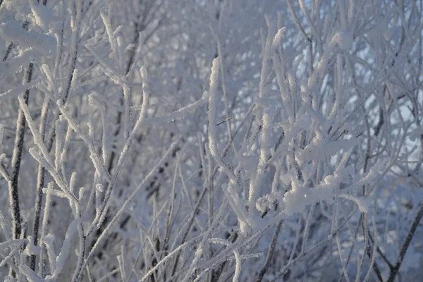 Буши Теплой Реке Покрыты Дождем Холоде — стоковое фото