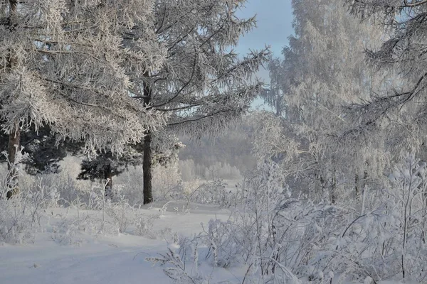 Зимний Лес Рождество Украшенный Снегом — стоковое фото
