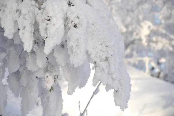 Winter Sind Die Bäume Bei Starkem Frost Mit Raureif Bedeckt — Stockfoto