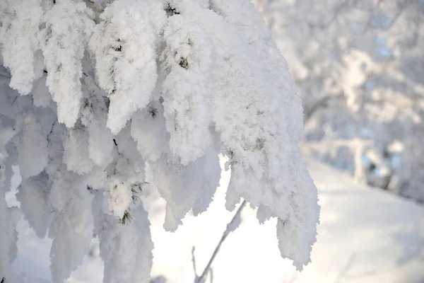 Invierno Las Heladas Severas Los Árboles Están Cubiertos Heladas —  Fotos de Stock