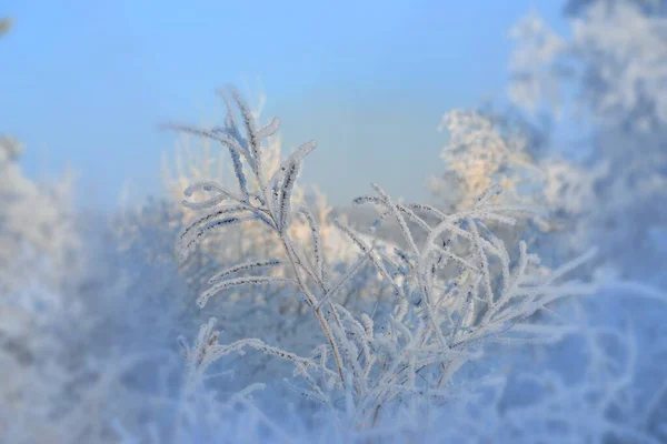 Нежная Красота Зимы — стоковое фото