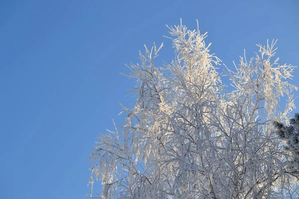 Tree Covered Hoarfrost Background Winter Sky — Stockfoto