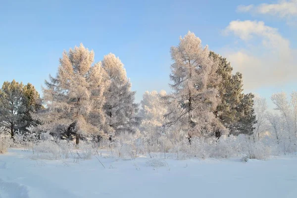 Téli Erdő Hideg December — Stock Fotó