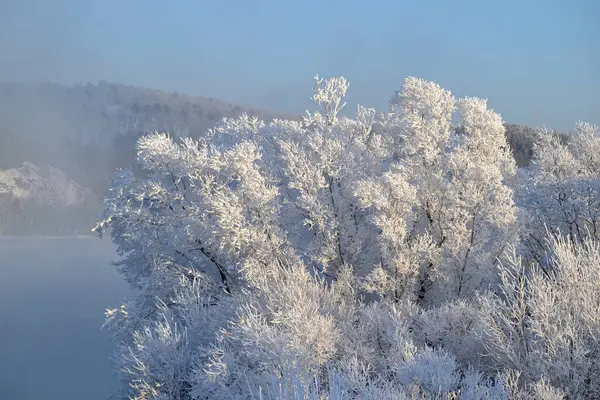 Bushes Covered Hoarfrost Frosty Day — Stockfoto