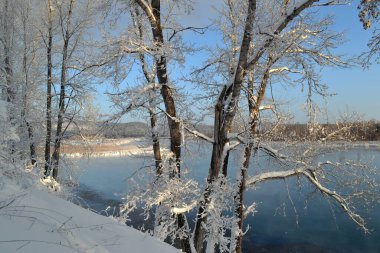 Kışın, nehir kıyısındaki ağaçlar