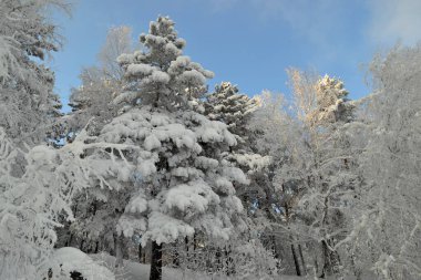 frost ormanında kış