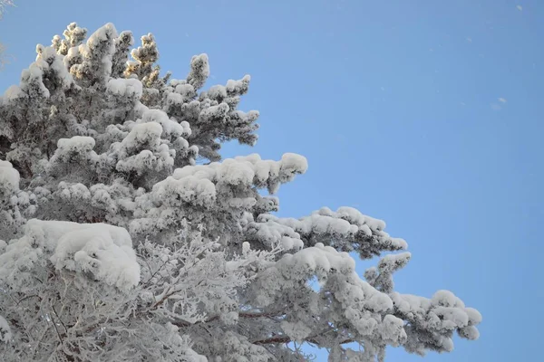 Pine Branches Cold Winter — Stockfoto