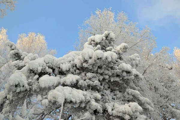 Winter Forest Severe Frost — Stockfoto