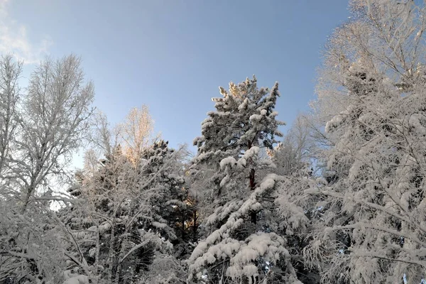 Winter Forest Frosty Day — Stock Photo, Image