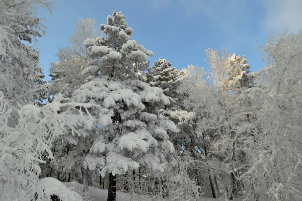 Winter Forest Frost — Stock Photo, Image