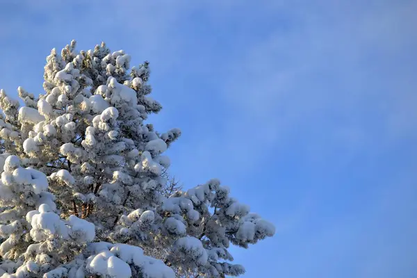 Kiefer Unter Dem Schnee — Stockfoto