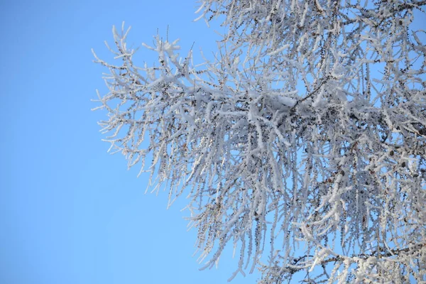 Лиственничная Ветвь Покрыта Морозом — стоковое фото