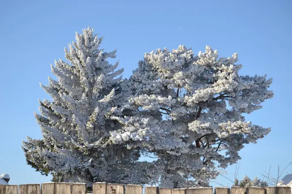 겨울에는 서리가 내리고 가지들 서리로 뒤덮입니다 — 스톡 사진