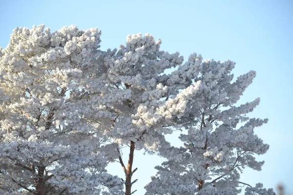 Vintern Frost Grenarna Täckta Med Hesparfrost — Stockfoto