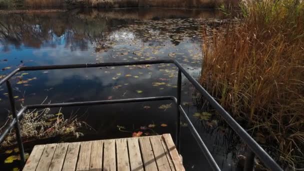 Pond Water Lilies flyover in fall — Vídeos de Stock