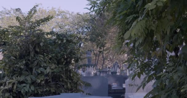 Vy över gravstenar genom lummiga vinrankor i dagsljus — Stockvideo