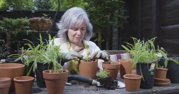 Slider skott av kaukasisk senior kvinna krukväxter på trä krukbänk utomhus i uteplats — Stockvideo