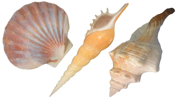 Illustration Three Seashells Isolated White Background Clipping Paths Painterly — Zdjęcie stockowe