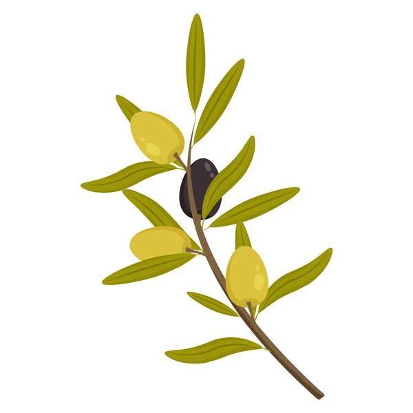 A sprig of an olive tree with fruits — Vettoriale Stock