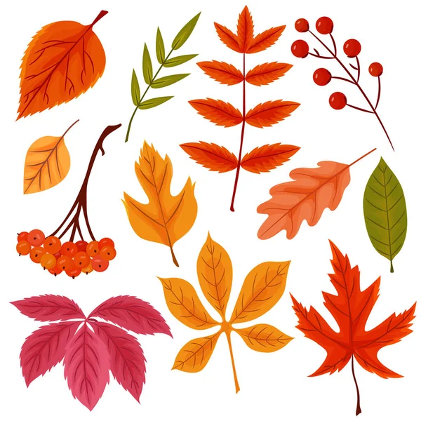 Collection Different Autumn Leaves Vector Cartoon Foliage Fall Design Isolated — Vetor de Stock