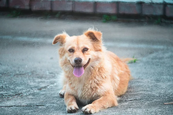 The dogs encountered during the trip may look very mild, or they may be domestic dogs raised by nearby residents.